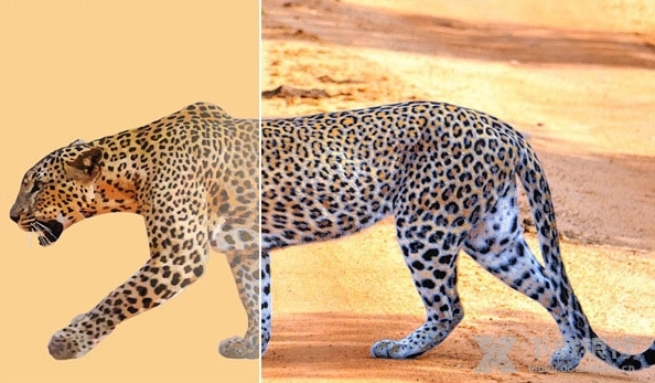 CorelDraw2021图片8