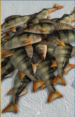 冰钓大师鱼类介绍图片2